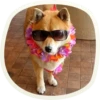 🐶 51 very cute doggies 8