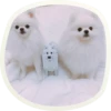 🐶 51 very cute doggies 9