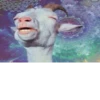Goat 8