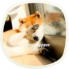 🐶 51 very cute doggies 10