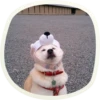 🐶 51 very cute doggies 11