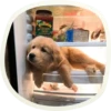 🐶 51 very cute doggies 12