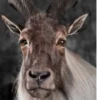 Goat 9