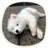 🐶 51 very cute doggies 13