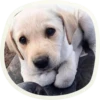 🐶 51 very cute doggies 14