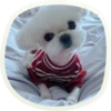 🐶 51 very cute doggies 15