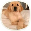 🐶 51 very cute doggies 16