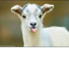 Goat 12