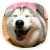 🐶 51 very cute doggies 17