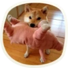 🐶 51 very cute doggies 18
