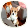 🐶 51 very cute doggies 19