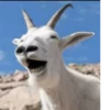 Goat 14