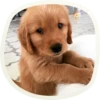 🐶 51 very cute doggies 21