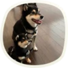 🐶 51 very cute doggies 22