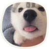 🐶 51 very cute doggies 23