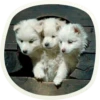 🐶 51 very cute doggies 25