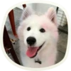 🐶 51 very cute doggies 26