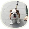 🐶 51 very cute doggies 27