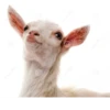 Goat 18