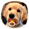 🐶 51 very cute doggies 28
