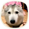 🐶 51 very cute doggies 29