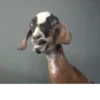 Goat 19