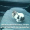 Cats 5