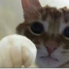 Cats 7