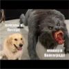 Young Masha memes 8
