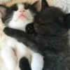 Cats 9