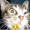 Cats 11