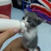 Cats 12