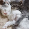 Cats 13