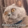 Young Masha memes 10