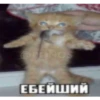 Cats 14