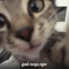 Cats 15