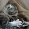 Cats 16