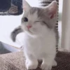 Cats 17
