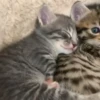 Cats 18