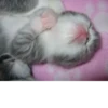 Cats 19