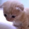 Cats 20