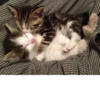 Cats 21