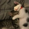 Cats 22