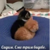 Cats 23