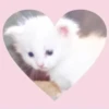 Cats 24