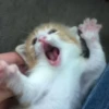 Cats 25