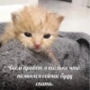 Cats 26
