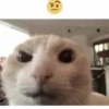 Cats 27