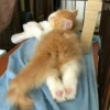 Cats 28