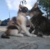 Cats 29
